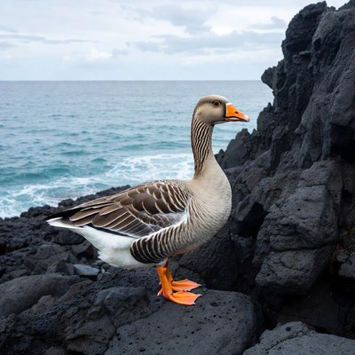Goose standing on black rocks by ocean