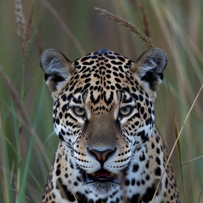 Jaguar in tall grass