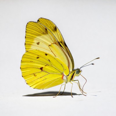 Yellow Butterfly on White Background