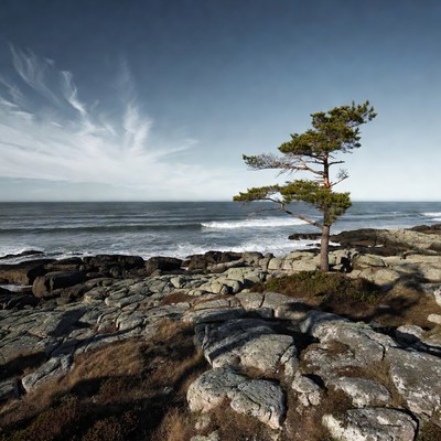 Solitary pine tree on rocky ocean coast