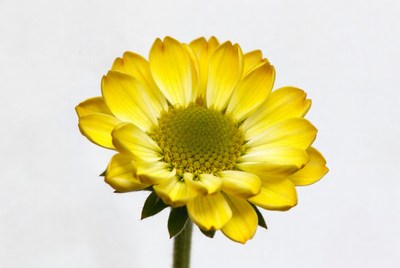 Yellow Gerbera Daisy Flower