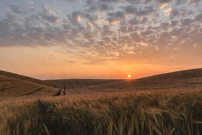 Sunset over wheat fields