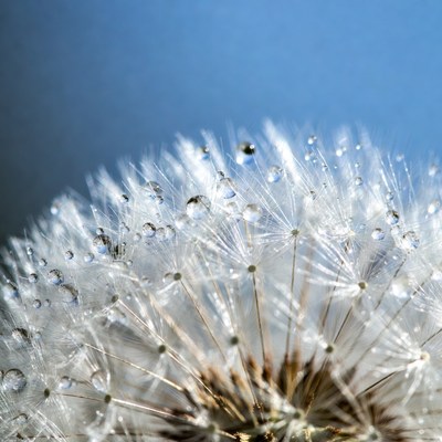 Dew-covered dandelion on blue background