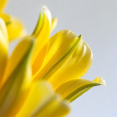Closeup yellow tulip petals