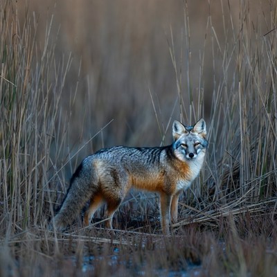 Gray Fox in Reeds
