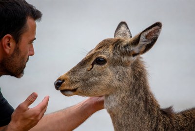 Man petting young deer