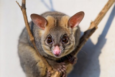 Sugar Glider on Branches