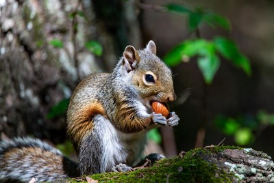 Gray squirrel eating acorn