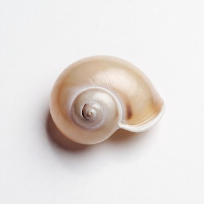 White Spiral Seashell on White Background