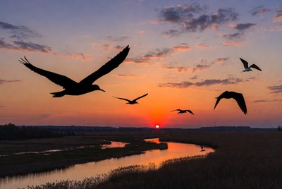 Silhouette Birds Flying at Sunset