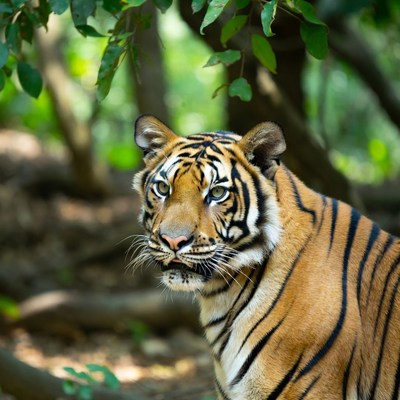 Tiger in lush jungle foliage