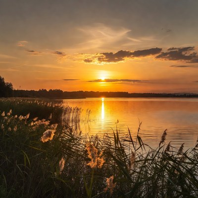 Sunset over lake with reeds