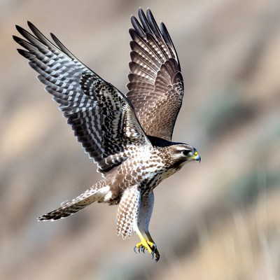 Red-tailed Hawk Flying in Flight