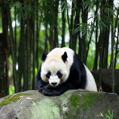 Panda resting on mossy rock