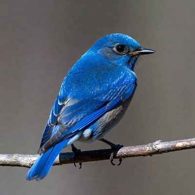 Blue bird perched on branch