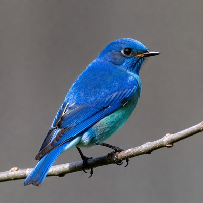 Blue bird perched on branch