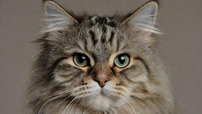 Close-up tabby cat green eyes