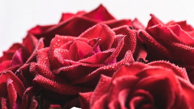 Red Roses with Dew Drops