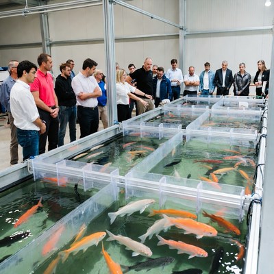 Group viewing koi fish tanks