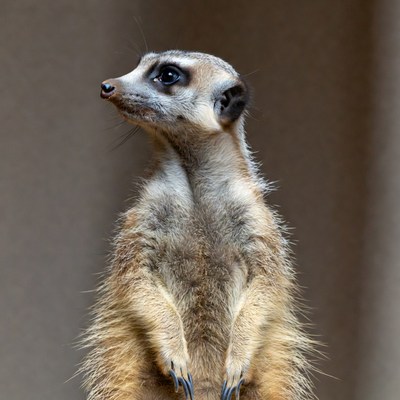 Meerkat standing on hind legs
