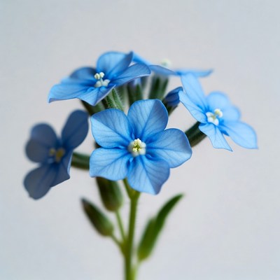 Cluster of Blue Forget-Me-Not Flowers