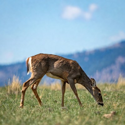 Young deer grazing in grassy field