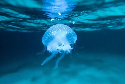 Blue jellyfish underwater