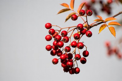 Red Mountain Ash Berries Cluster