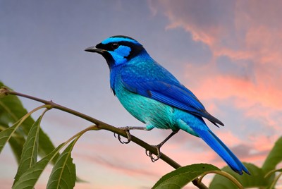 Blue bird perched on branch