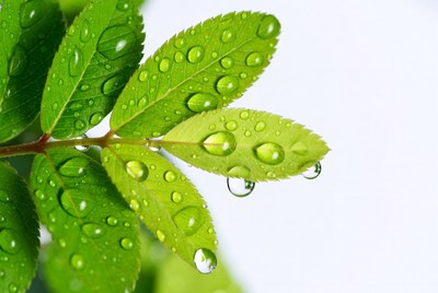 Green leaves with water droplets