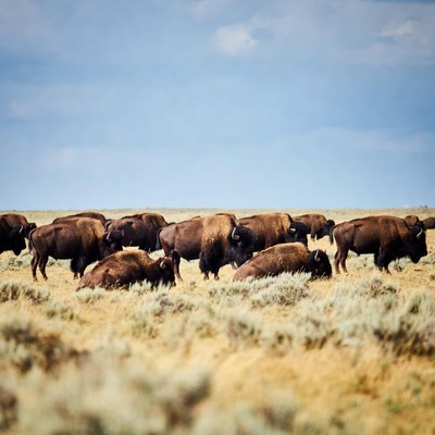 Herd of bison grazing in grassland