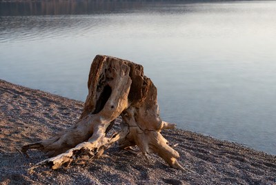 Driftwood stump on lakeside beach