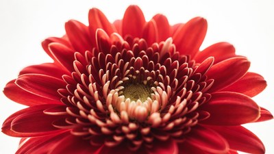 Red Gerbera Daisy Closeup