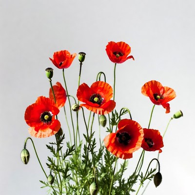 Red Poppy Flowers on White Background