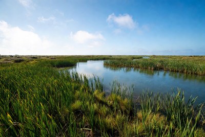 Marshland with winding waterway