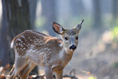 Baby deer in forest