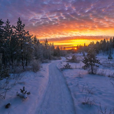 Snowy Path in Sunset Forest