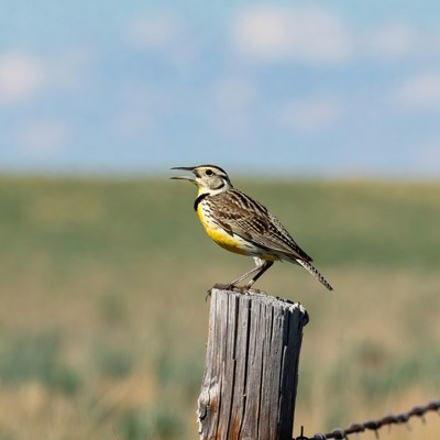 Western Meadowlark singing on fence post