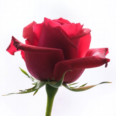 Red Rose on White Background
