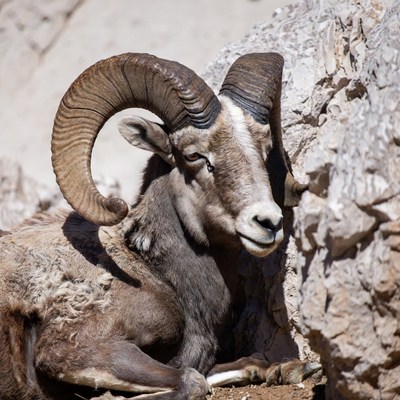 Bighorn sheep on rocky cliff
