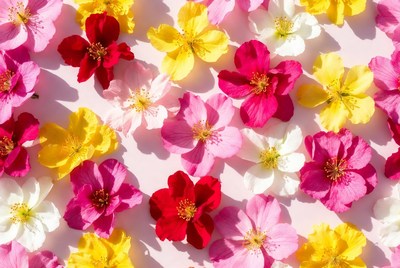 Colorful Begonia Flowers on Pink Background