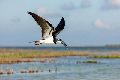 Black-necked Stilt Flying over Marsh
