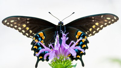 Black Swallowtail Butterfly on Purple Flower