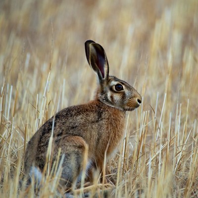 Hare sitting in golden grass