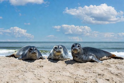Three seals on beach