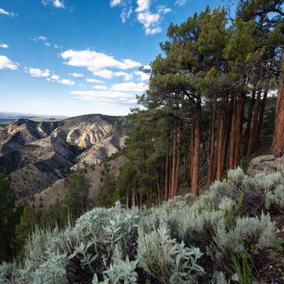 Pine Trees Overlooking Mountain Valley