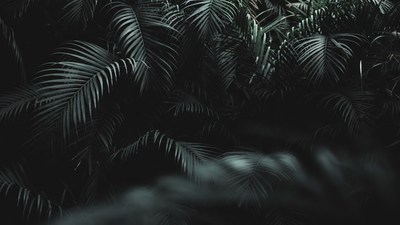 Lush Tropical Palm Leaves