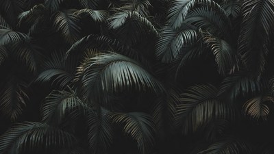 Lush Tropical Palm Leaves Closeup
