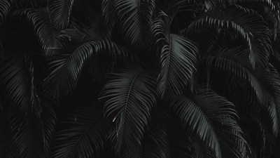 Dark Tropical Palm Leaves