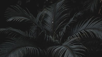 Dark Tropical Palm Leaves